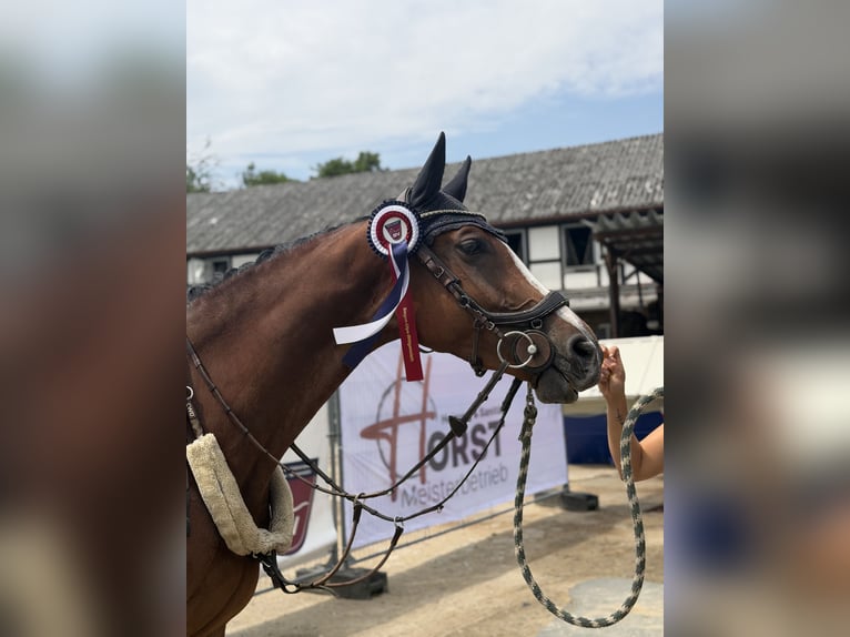 Hannoveraan Merrie 5 Jaar 167 cm Bruin in Neunkirchen