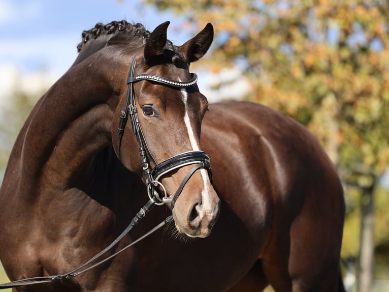 Hannoveraan Merrie 5 Jaar 167 cm Donkerbruin in Loewenberger Land