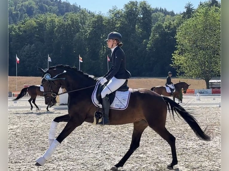 Hannoveraan Merrie 5 Jaar 167 cm Donkerbruin in Thalheim bei Wels