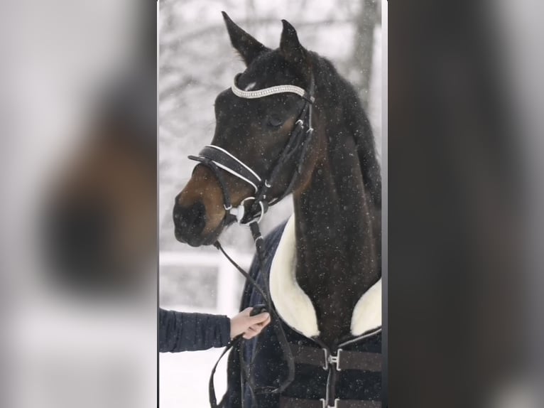 Hannoveraan Merrie 5 Jaar 167 cm Donkerbruin in Thalheim bei Wels