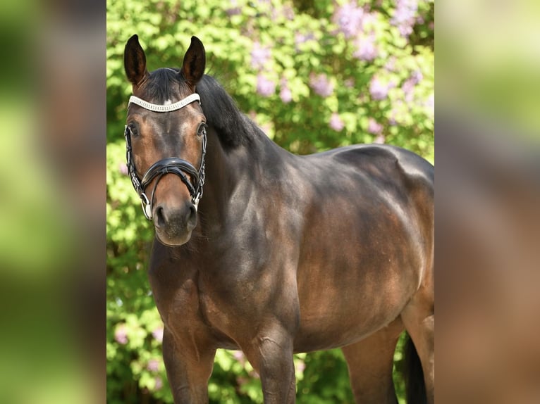 Hannoveraan Merrie 5 Jaar 167 cm Donkerbruin in Thalheim bei Wels