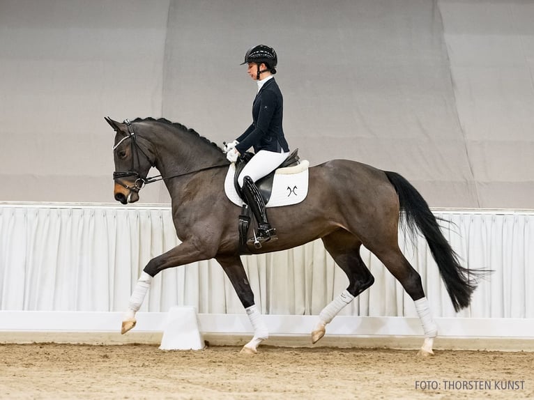 Hannoveraan Merrie 5 Jaar 167 cm Donkerbruin in Verden