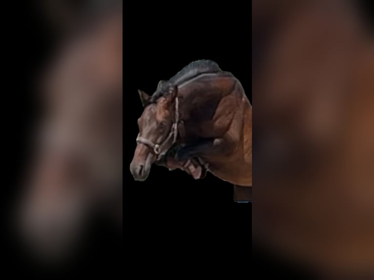 Hannoveraan Merrie 5 Jaar 167 cm Donkerbruin in Framersheim