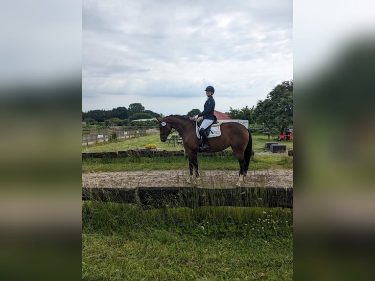 Hannoveraan Merrie 5 Jaar 167 cm in Felde