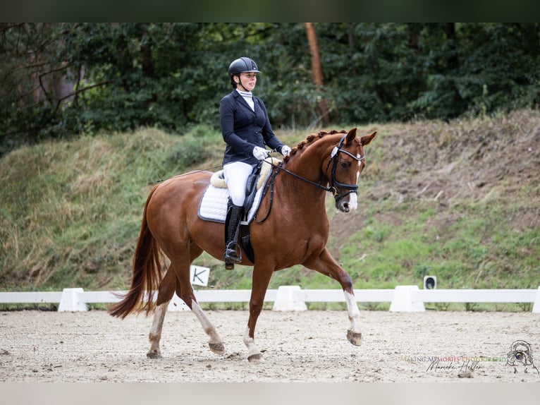 Hannoveraan Merrie 5 Jaar 167 cm Vos in Echem