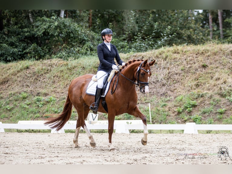 Hannoveraan Merrie 5 Jaar 167 cm Vos in Echem