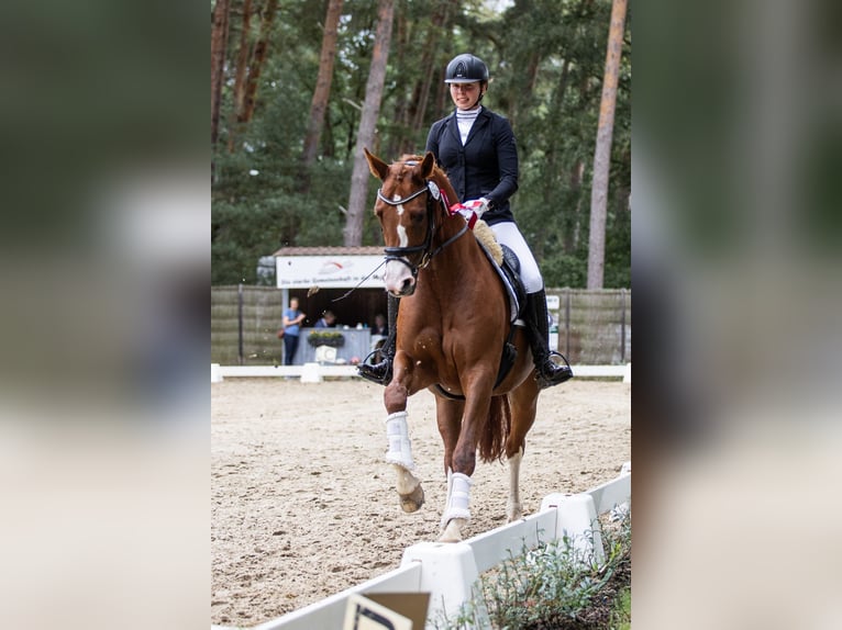 Hannoveraan Merrie 5 Jaar 167 cm Vos in Echem