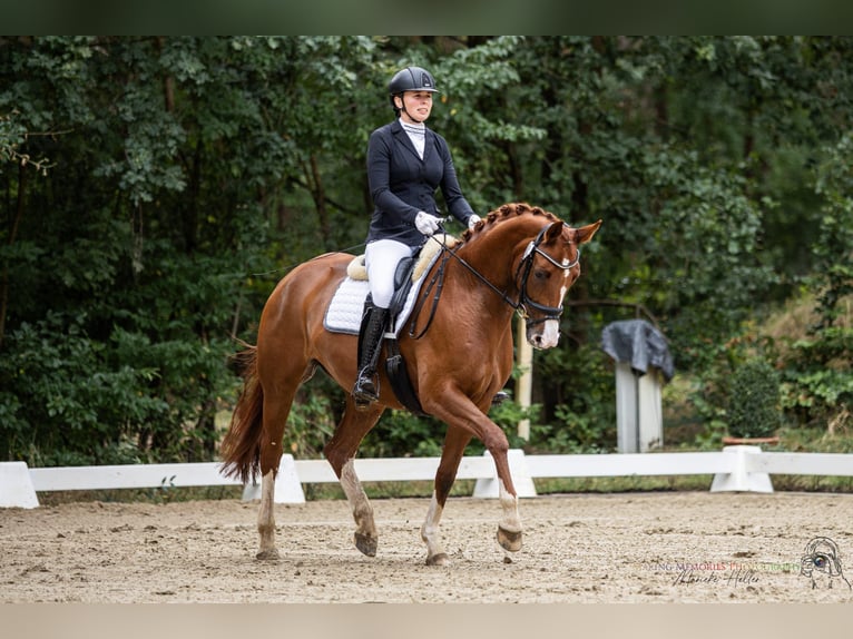 Hannoveraan Merrie 5 Jaar 167 cm Vos in Echem