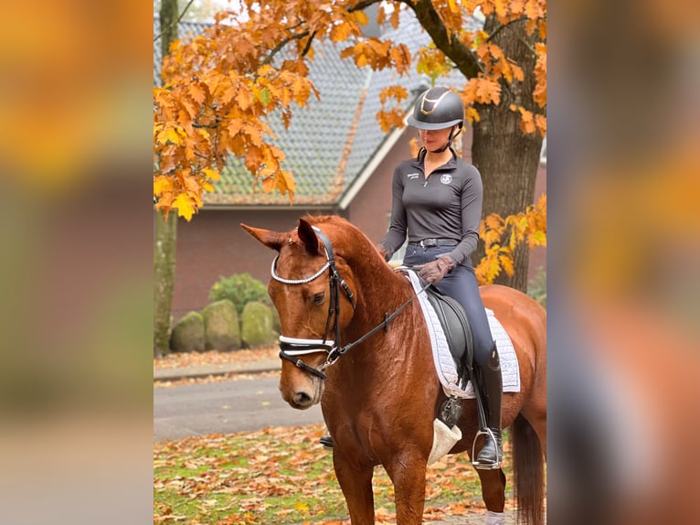 Hannoveraan Merrie 5 Jaar 167 cm Vos in Fredenbeck