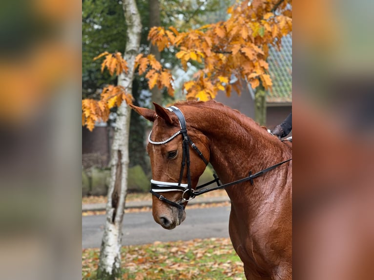 Hannoveraan Merrie 5 Jaar 167 cm Vos in Fredenbeck