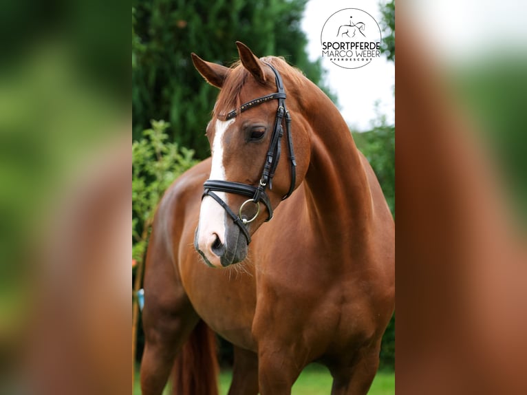 Hannoveraan Merrie 5 Jaar 167 cm Vos in Sulingen
