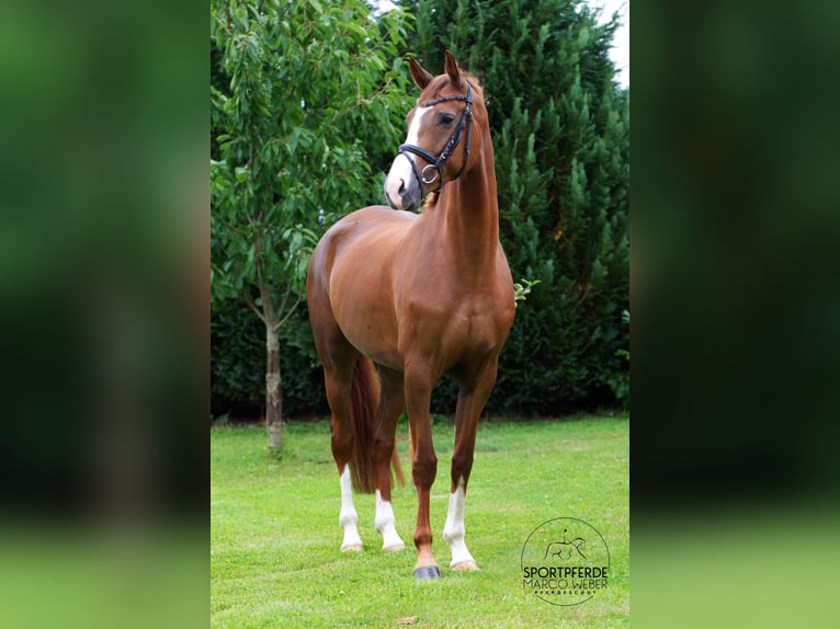 Hannoveraan Merrie 5 Jaar 167 cm Vos in Sulingen