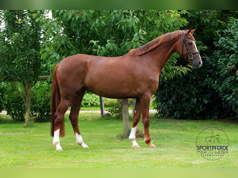 Hannoveraan Merrie 5 Jaar 167 cm Vos in Sulingen