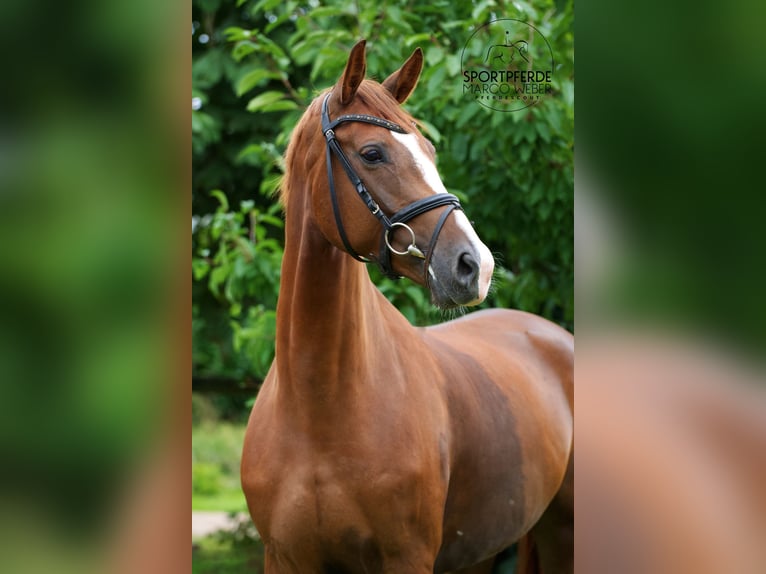 Hannoveraan Merrie 5 Jaar 167 cm Vos in Sulingen