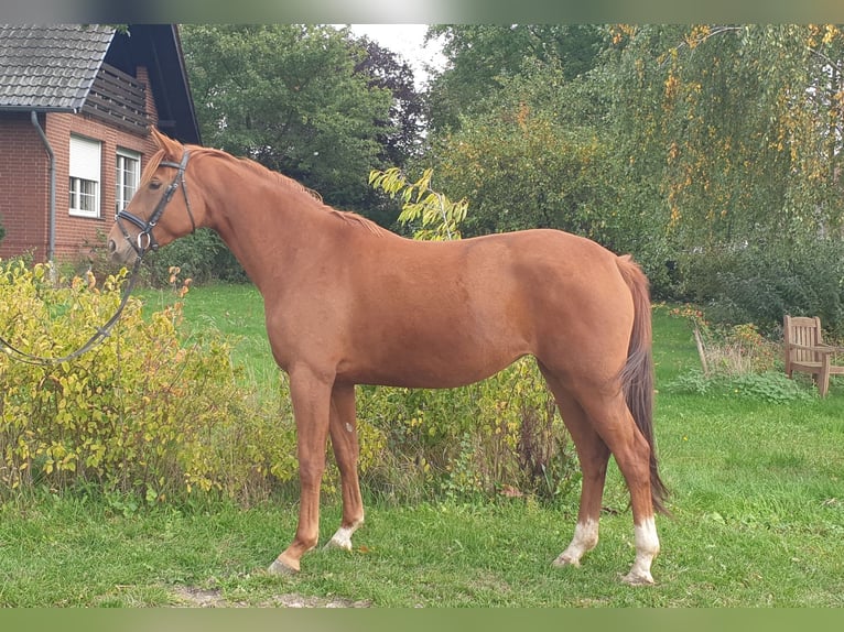 Hannoveraan Merrie 5 Jaar 167 cm Vos in Gorleben Meetschow