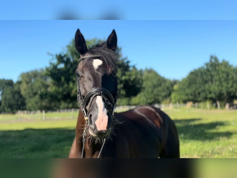 Hannoveraan Merrie 5 Jaar 167 cm Zwart in Wiefelstede