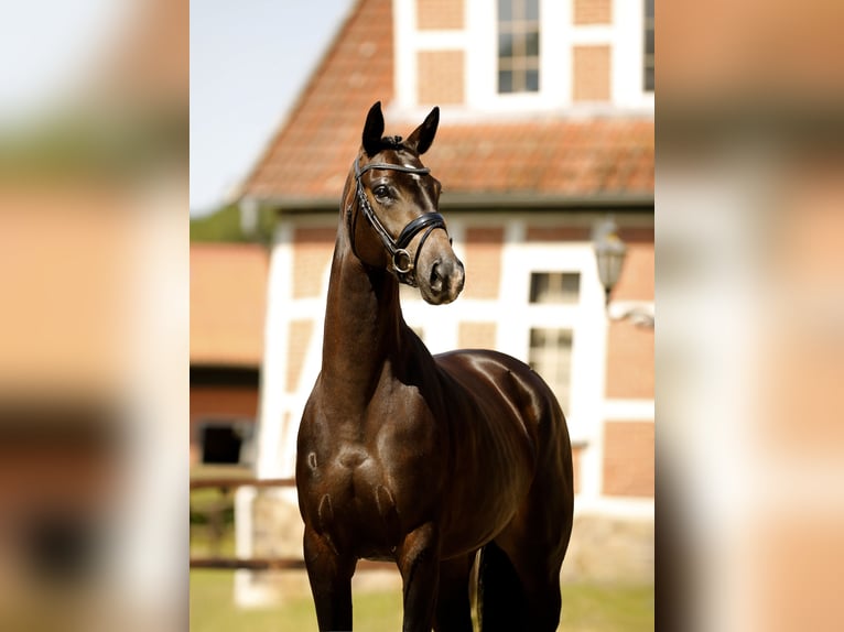 Hannoveraan Merrie 5 Jaar 167 cm Zwartbruin in Walsrode