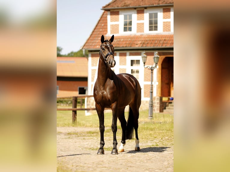 Hannoveraan Merrie 5 Jaar 167 cm Zwartbruin in Walsrode