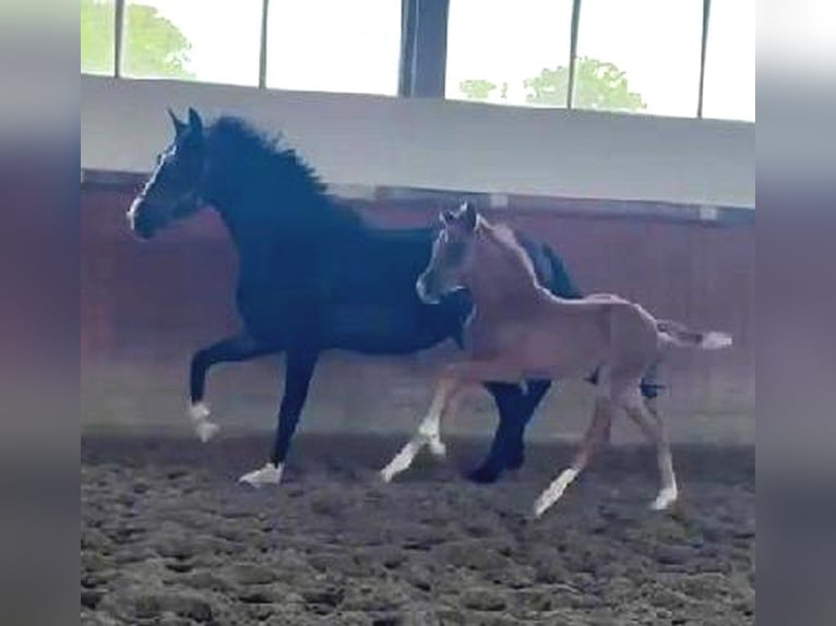 Hannoveraan Merrie 5 Jaar 167 cm Zwartbruin in Telgte