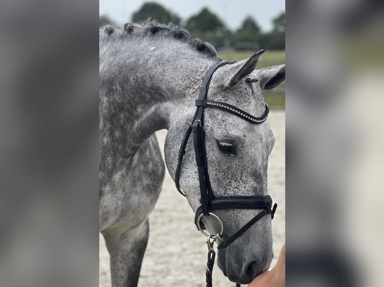Hannoveraan Merrie 5 Jaar 168 cm Appelschimmel in Bargstedt