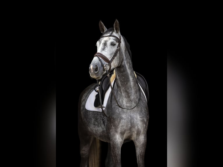Hannoveraan Merrie 5 Jaar 168 cm Appelschimmel in Ermsleben