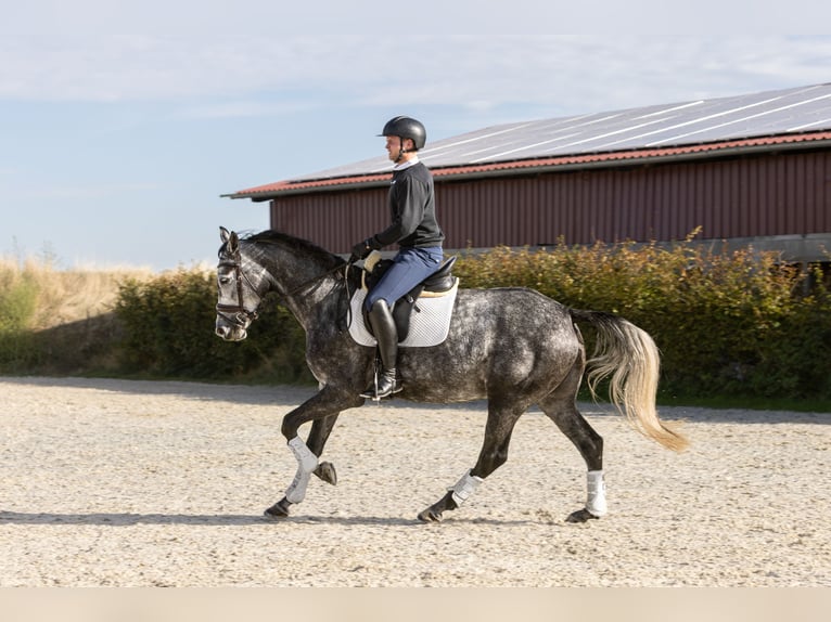 Hannoveraan Merrie 5 Jaar 168 cm Appelschimmel in Ermsleben