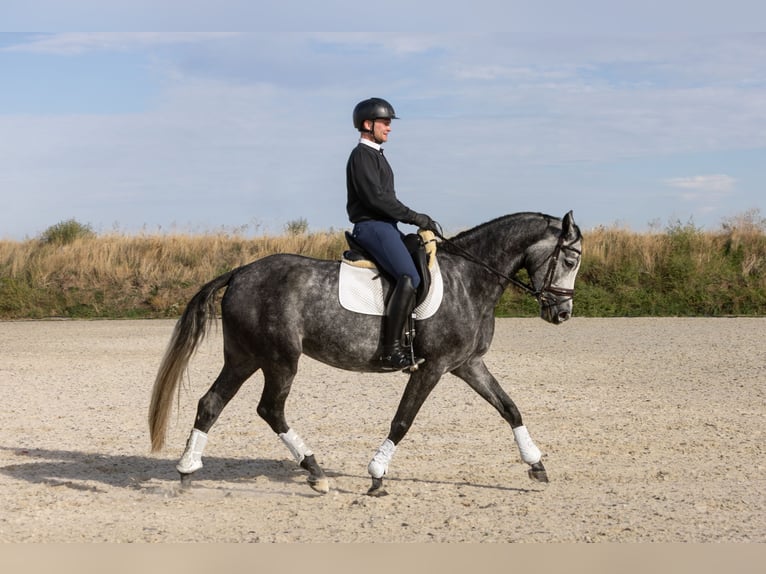 Hannoveraan Merrie 5 Jaar 168 cm Appelschimmel in Ermsleben