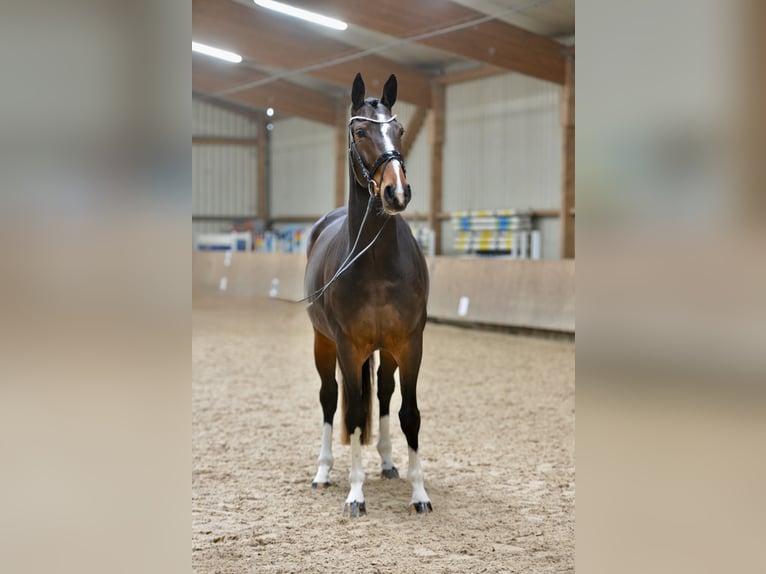 Hannoveraan Merrie 5 Jaar 168 cm Bruin in Brinkum
