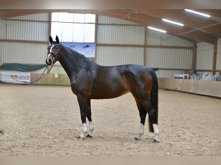 Hannoveraan Merrie 5 Jaar 168 cm Bruin in Brinkum
