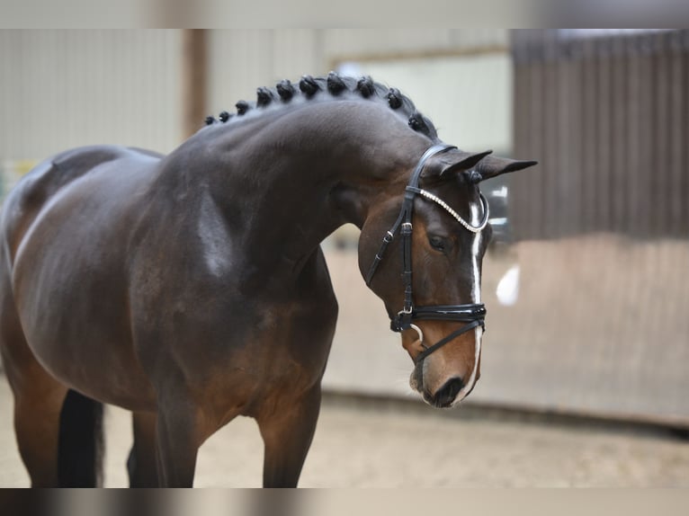 Hannoveraan Merrie 5 Jaar 168 cm Bruin in Brinkum