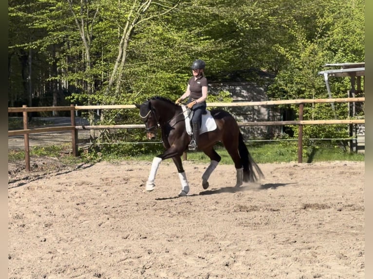 Hannoveraan Merrie 5 Jaar 168 cm Bruin in Alfstedt