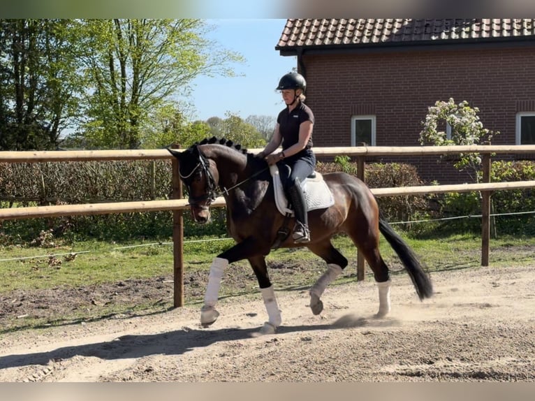 Hannoveraan Merrie 5 Jaar 168 cm Bruin in Alfstedt