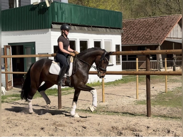 Hannoveraan Merrie 5 Jaar 168 cm Bruin in Alfstedt