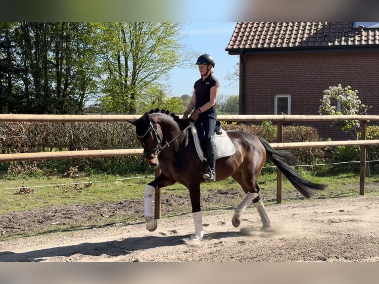 Hannoveraan Merrie 5 Jaar 168 cm Bruin in Alfstedt