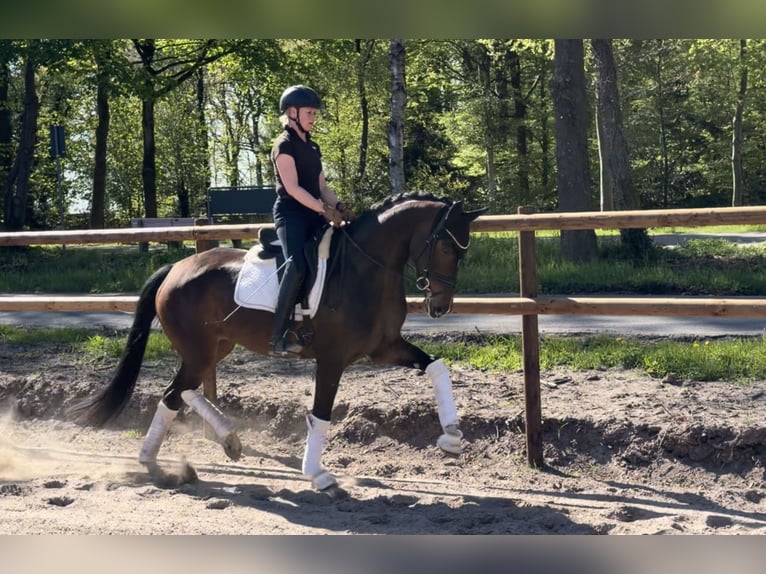 Hannoveraan Merrie 5 Jaar 168 cm Bruin in Alfstedt