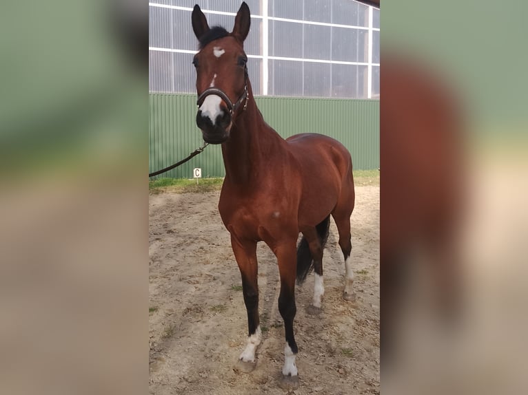 Hannoveraan Merrie 5 Jaar 168 cm Bruin in Hammah