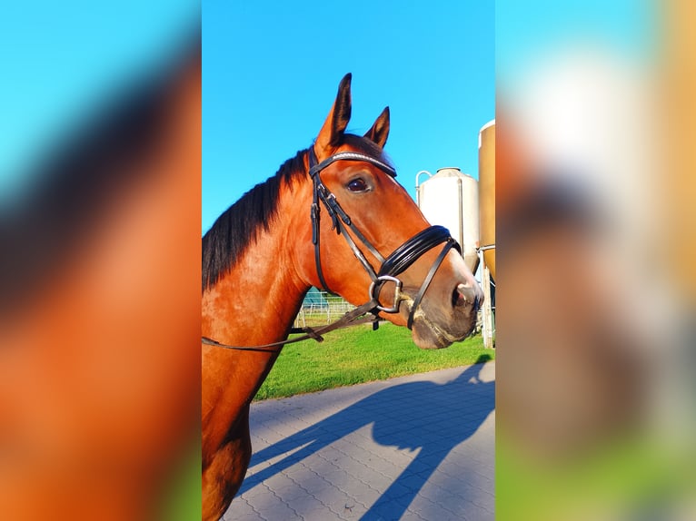 Hannoveraan Merrie 5 Jaar 168 cm Bruin in Hammah