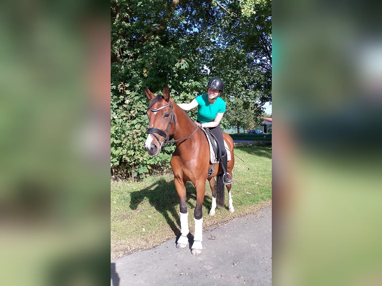 Hannoveraan Merrie 5 Jaar 168 cm Bruin in Hammah