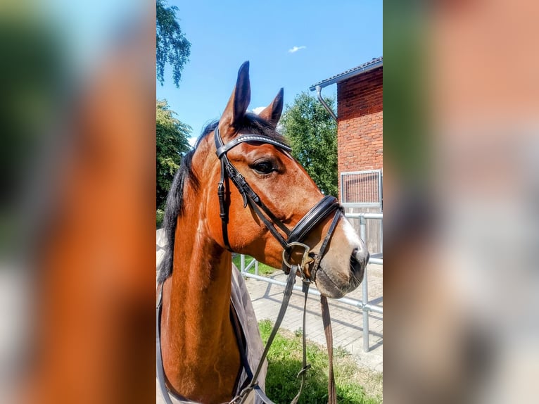 Hannoveraan Merrie 5 Jaar 168 cm Bruin in Hammah