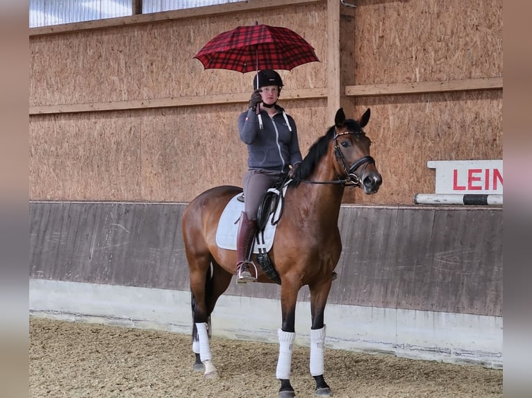 Hannoveraan Merrie 5 Jaar 168 cm Bruin in Neuhaus an der Oste