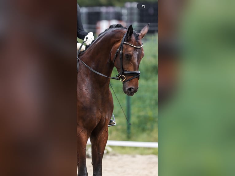 Hannoveraan Merrie 5 Jaar 168 cm Bruin in Salzkotten