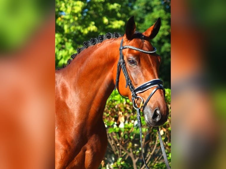 Hannoveraan Merrie 5 Jaar 168 cm Bruin in Selsingen