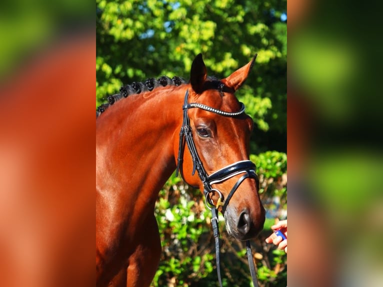 Hannoveraan Merrie 5 Jaar 168 cm Bruin in Selsingen