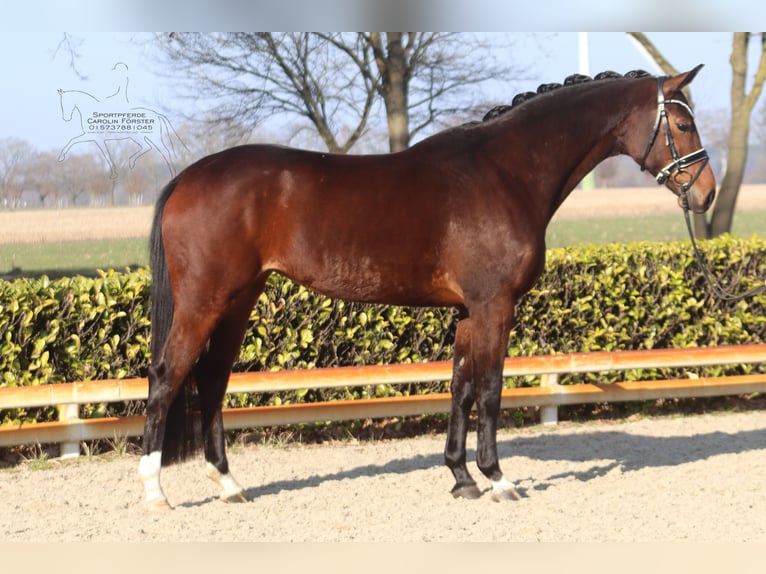 Hannoveraan Merrie 5 Jaar 168 cm Bruin in Reeßum