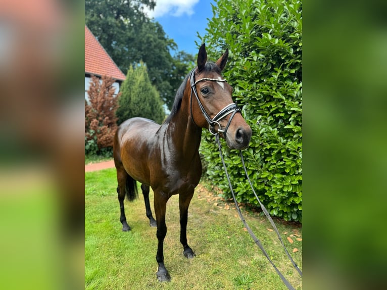 Hannoveraan Merrie 5 Jaar 168 cm Bruin in Hagen am Teutoburger Wald