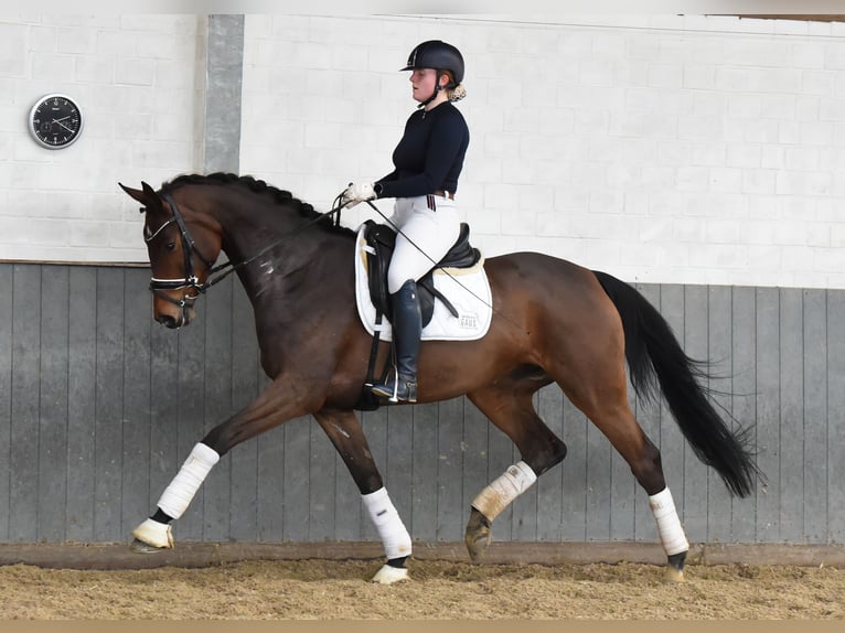 Hannoveraan Merrie 5 Jaar 168 cm Bruin in Tiddische13