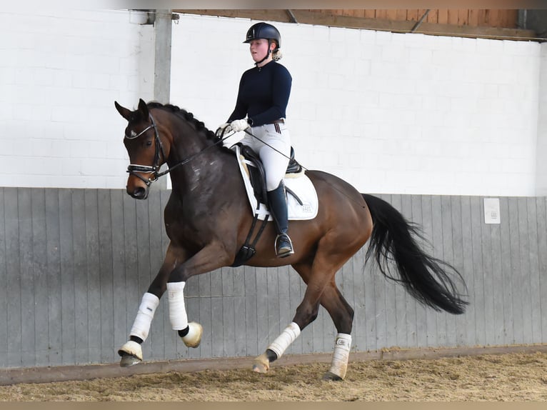 Hannoveraan Merrie 5 Jaar 168 cm Bruin in Tiddische13