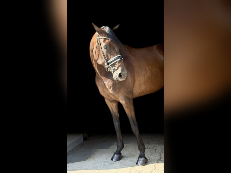 Hannoveraan Merrie 5 Jaar 168 cm Bruin in Viernheim