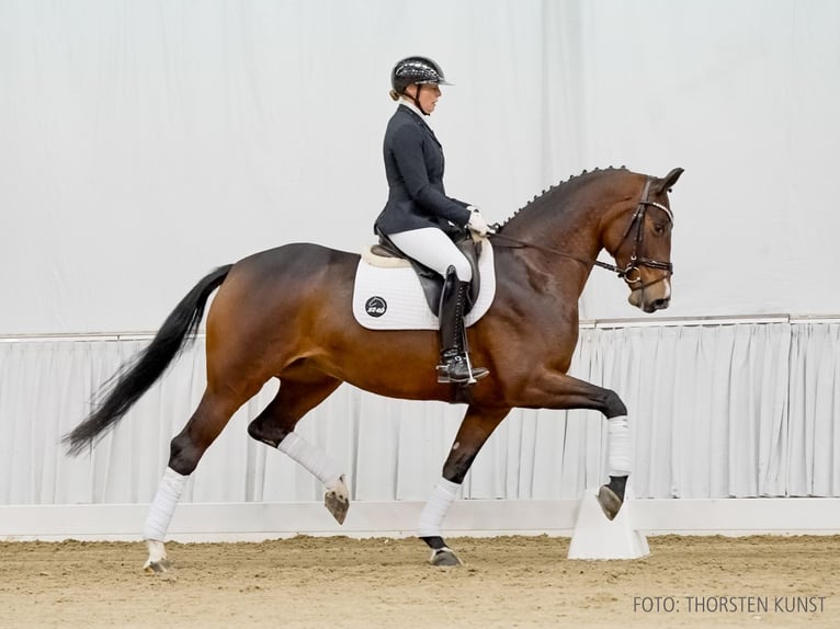 Hannoveraan Merrie 5 Jaar 168 cm Bruin in Verden