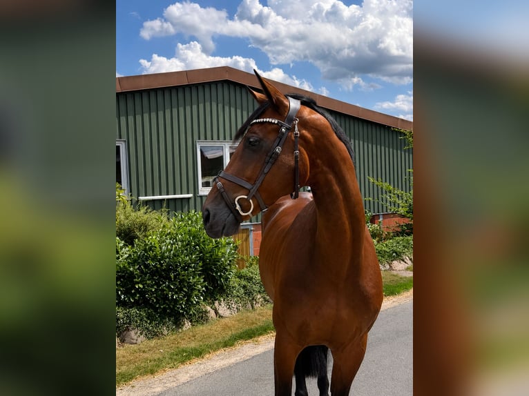 Hannoveraan Merrie 5 Jaar 168 cm Bruin in Ohrensen